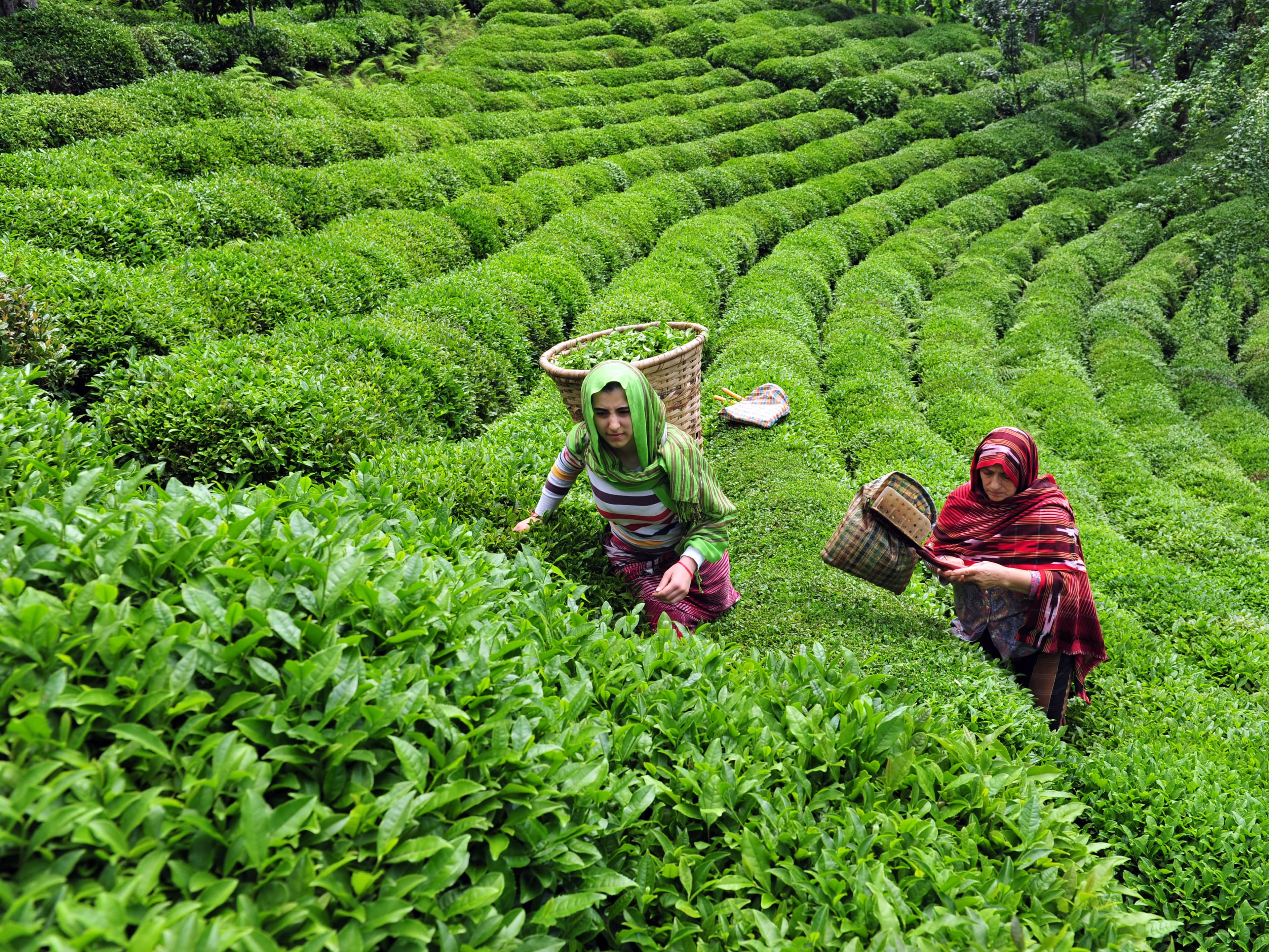 5-Day Amritsar, Dharamshala & Palampur Grand Tour thumbnail 7