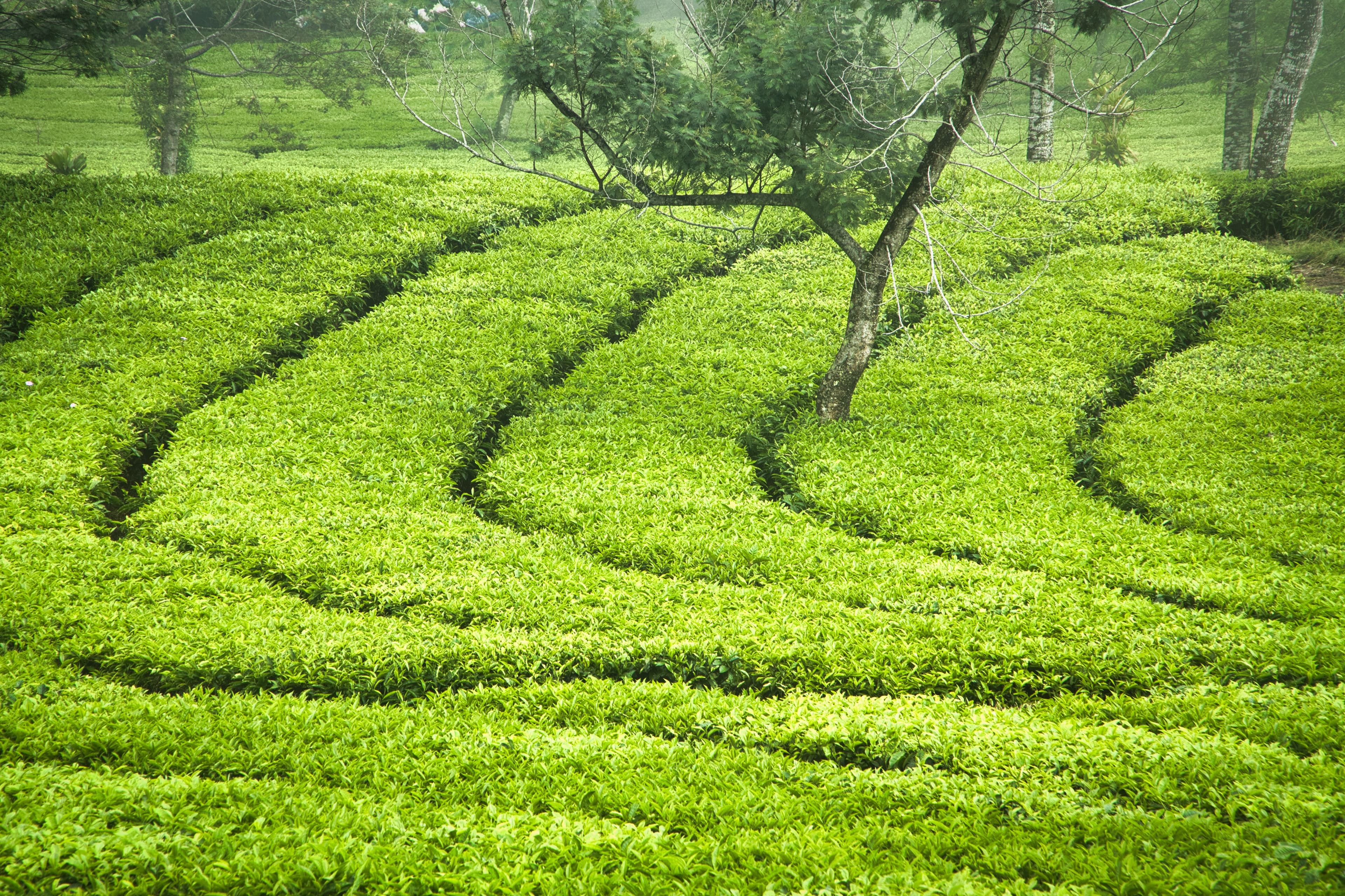 5-Day Amritsar, Dharamshala & Palampur Grand Tour thumbnail 9